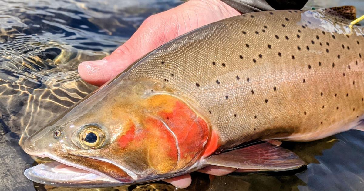 Yellowstone cutthroat trout talk April 6 in Cody, or online