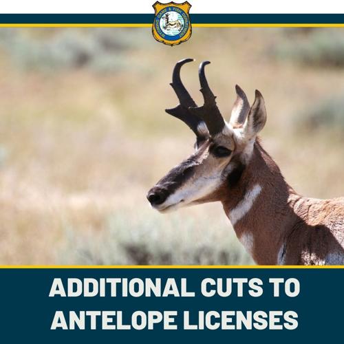 Wyoming further reduces pronghorn hunting tags following deadly winter