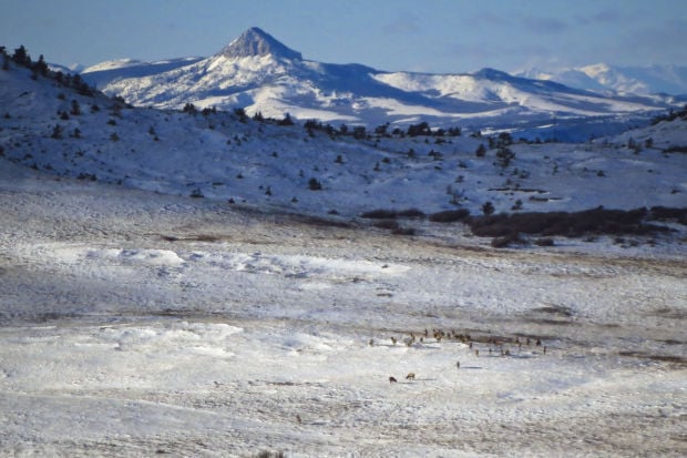 Elk winter range