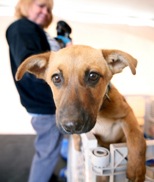 Shelter partners with PetSmart for adoptions Local News