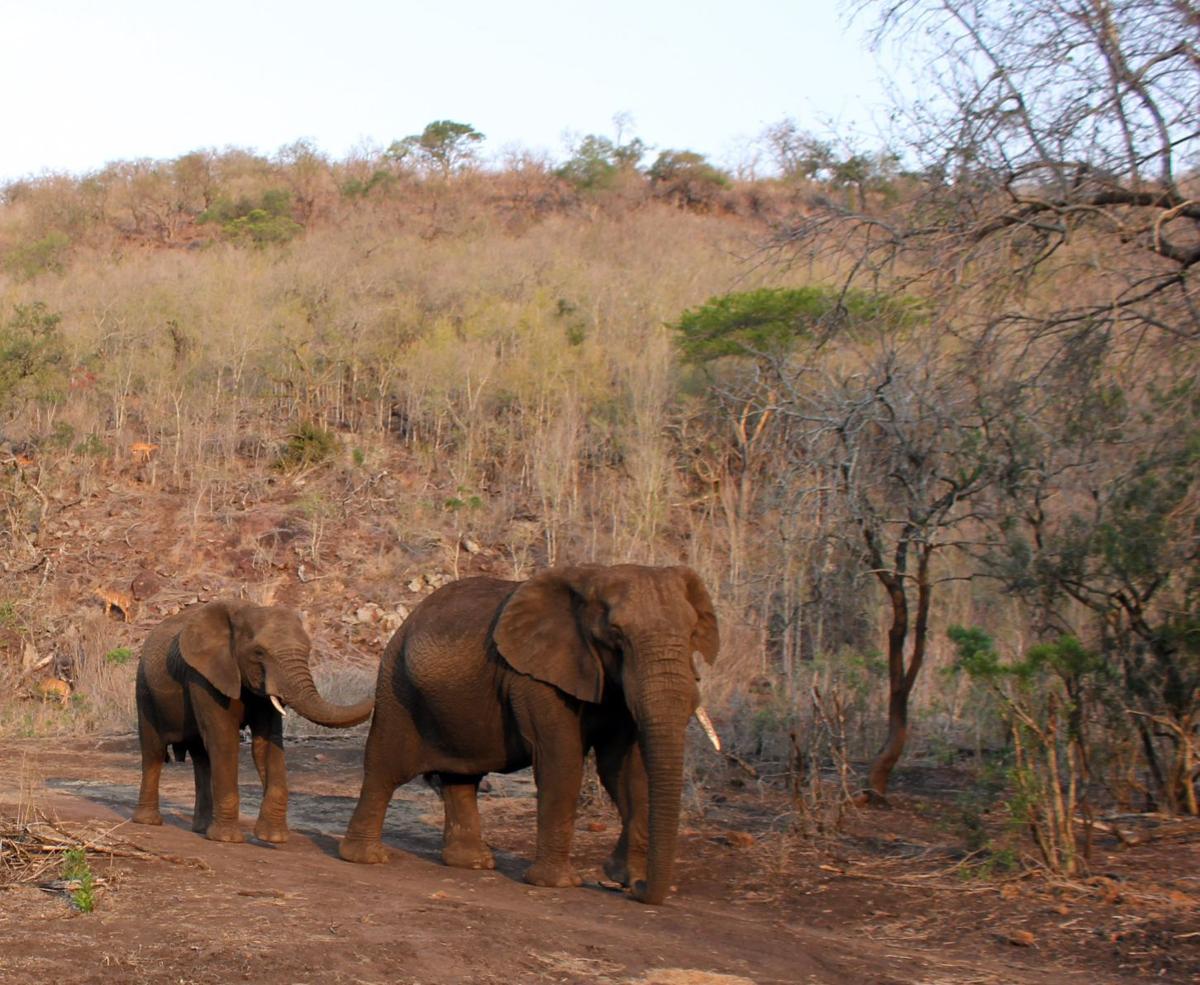 Lucinda Butler's elephants