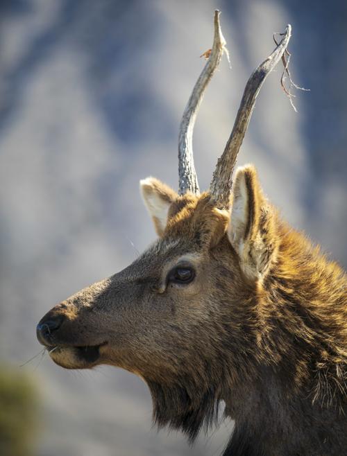 Elk