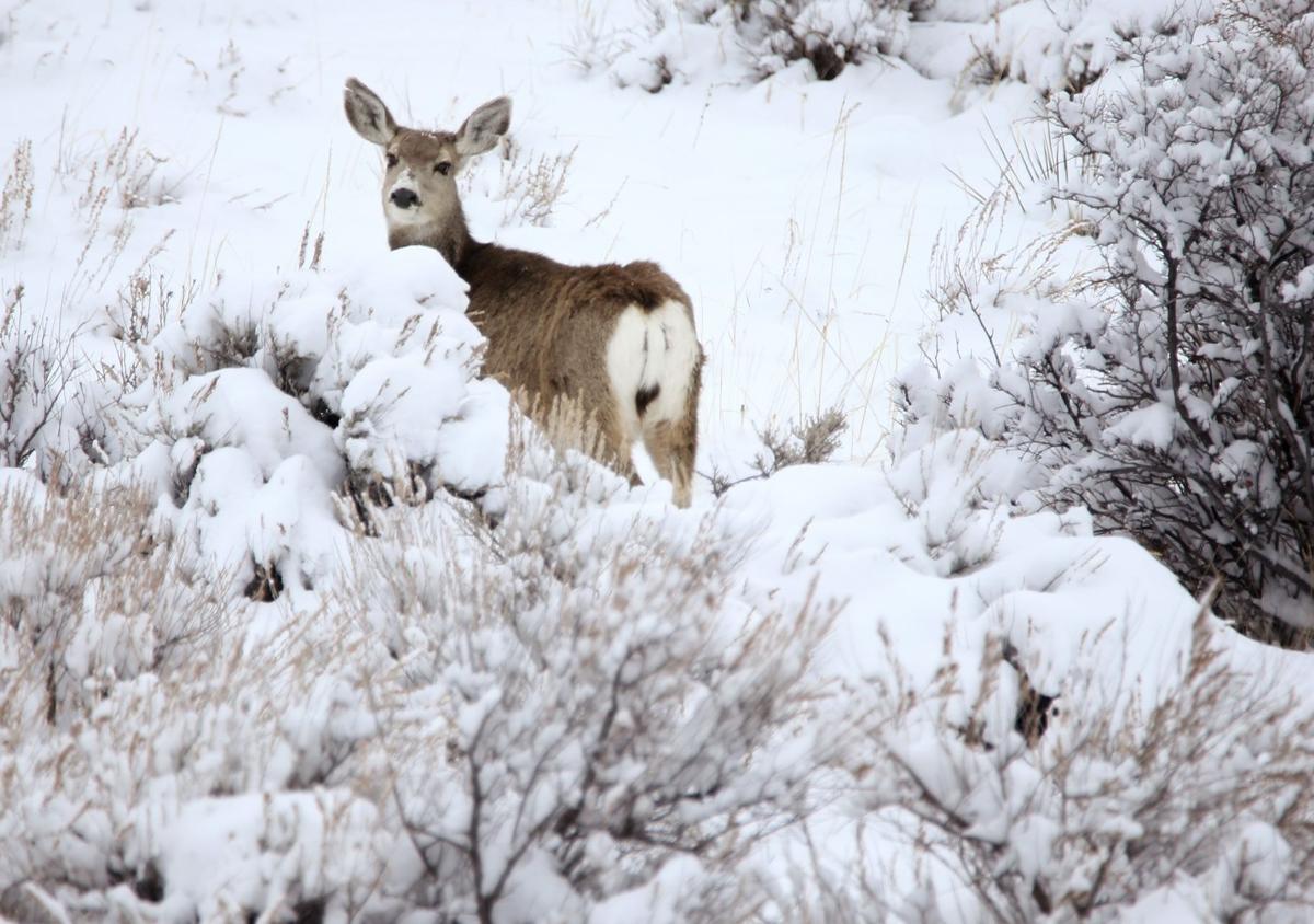 Chronic Wasting Disease Hunters Warned Roads Are Bad After Winter