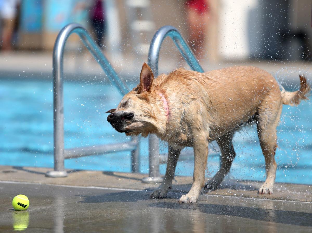 Dog Days of Summer
