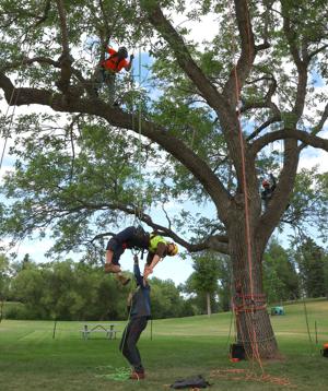 Tree Climbing Championship