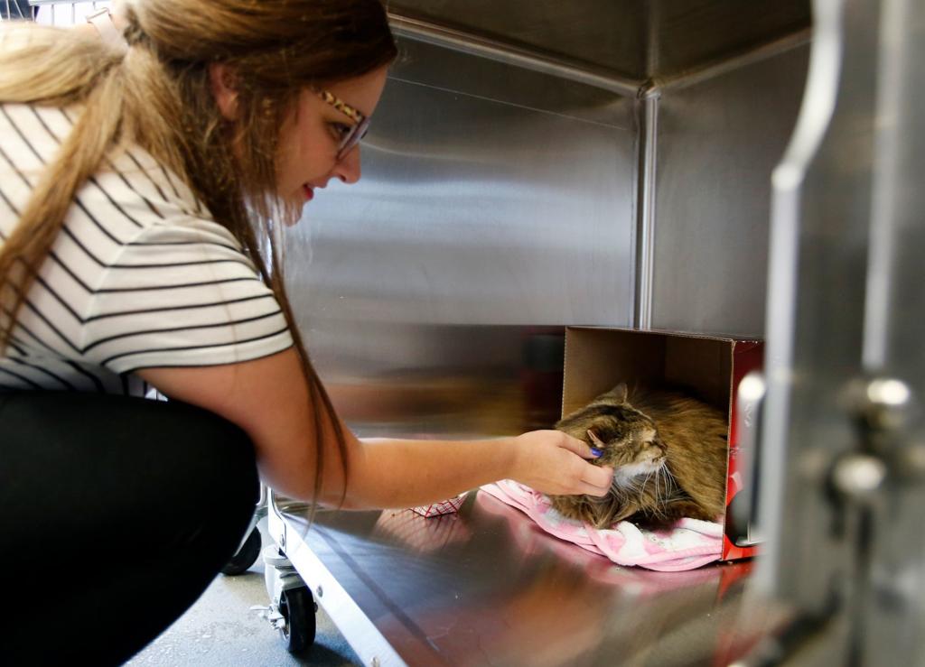 Law Enforcement Struggle To Help Cat Hoarders As Recent Cases