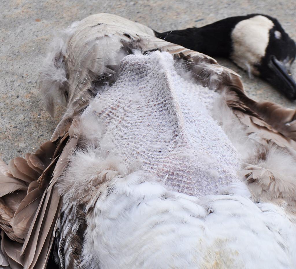 Winter Taking A Toll On Billings Area Waterfowl Outdoors