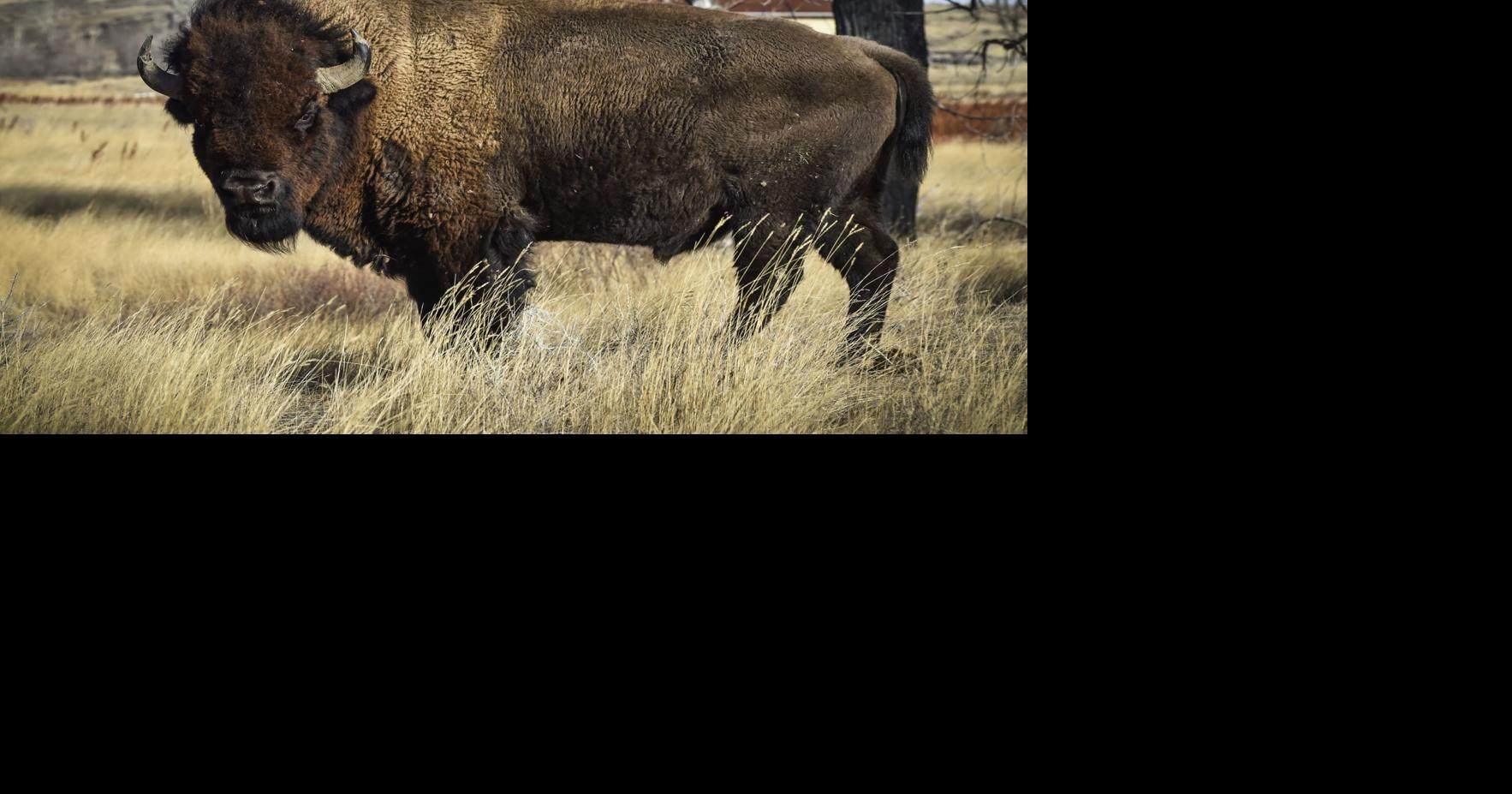 Bison vs. BLM: District Court judge hears arguments in American Prairie case