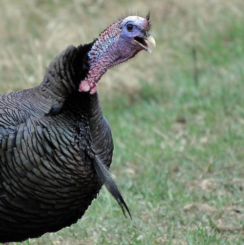 FWP suspends nonresident spring turkey, black bear seasons for 2 weeks