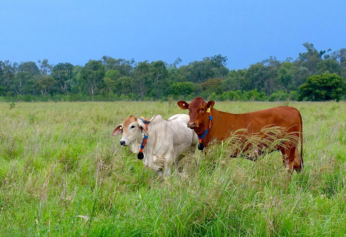 Cyber cows HiLine rancher wins grant to test virtual cattle fence