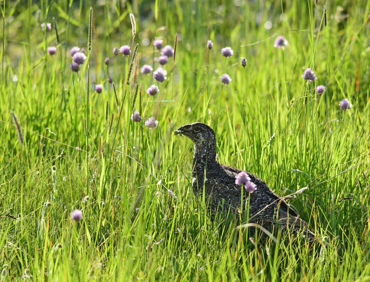 Sage grouse