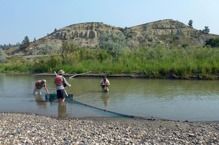 4-year study gives insight to Yellowstone River fishery between