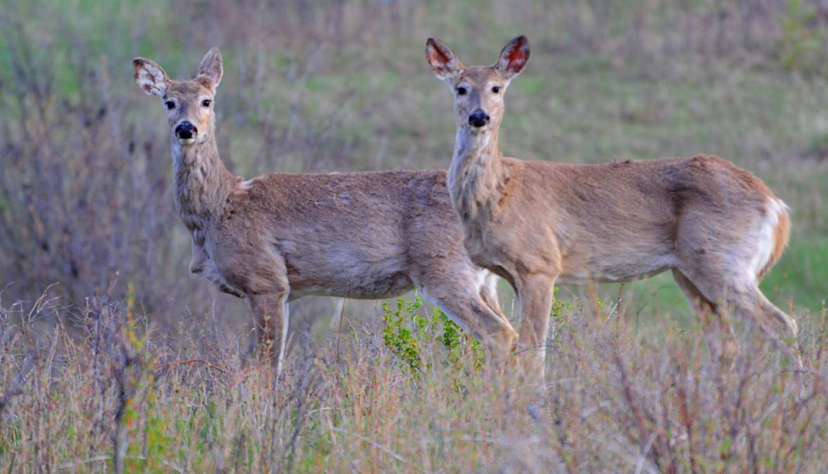 Mule Deer Whitetail Populations Strong In Northeastern Montana Outdoors Billingsgazette Com Mule Deer Whitetail Populations Strong In Northeastern Montana Outdoors Billingsgazette Com