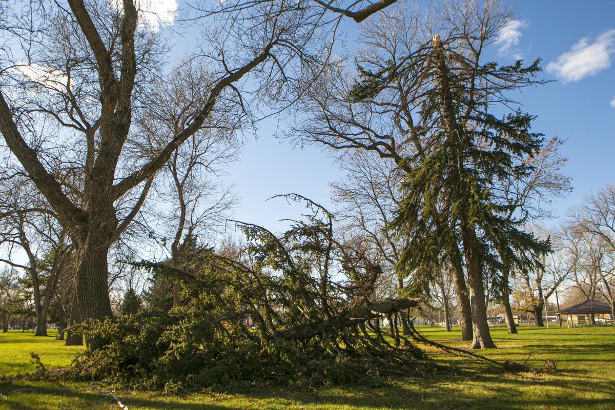 Broken tree