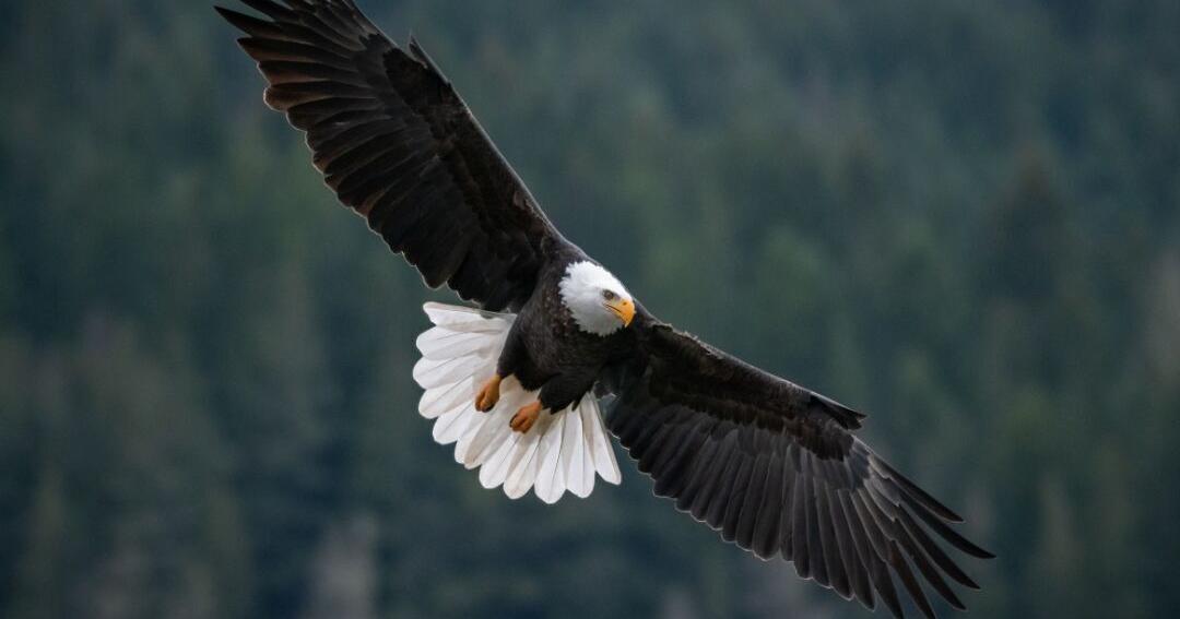 Eagle lead poisoning linked to big-game hunting season - Vimarsana News