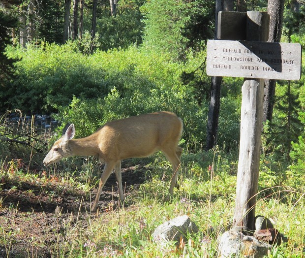 Animals with Xray vision