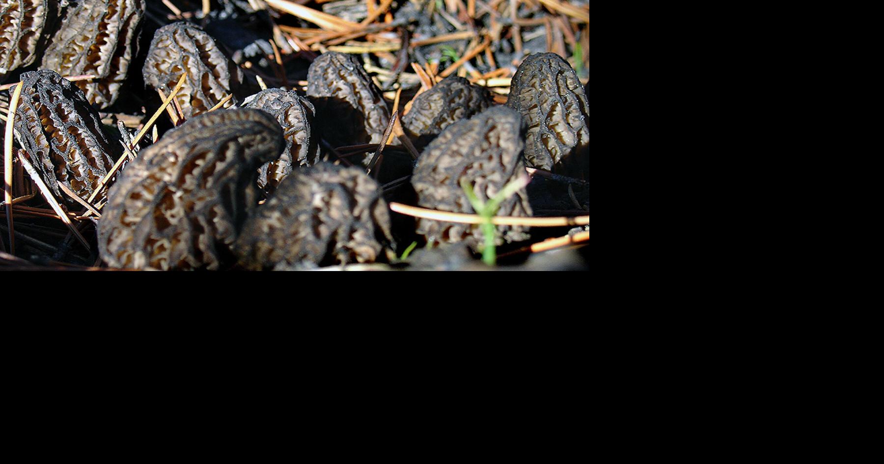 Morel mushrooms at center of Montana food poisoning outbreak