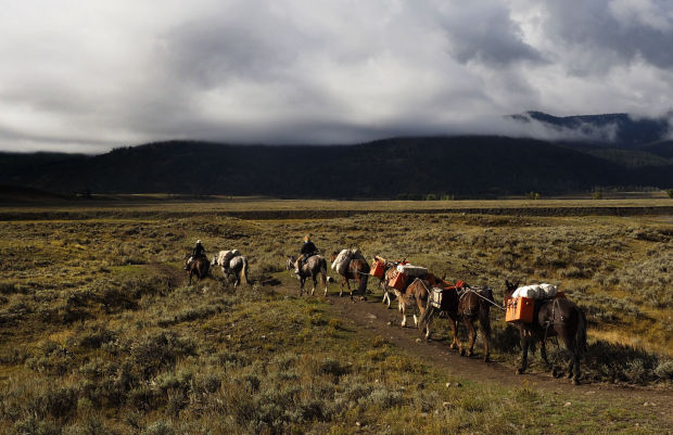 4.8 Yellowstone Mule Packers