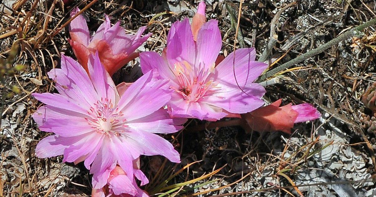 Bitterroot Flowercolor Bitterroot Flower Images | Best Flower Site