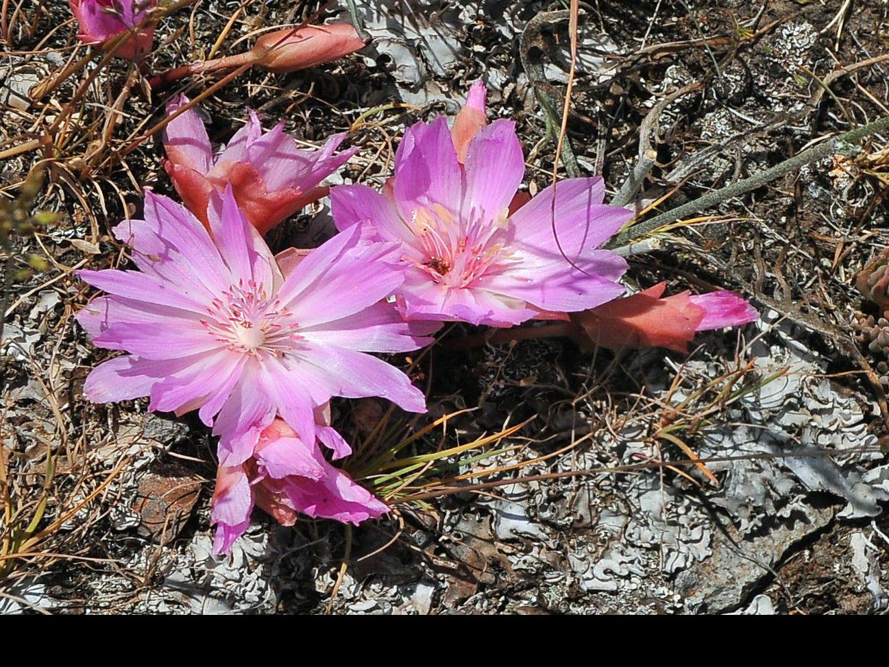 Bitterroot Flower Is Too Pretty To Eat Outdoors Billingsgazette Com