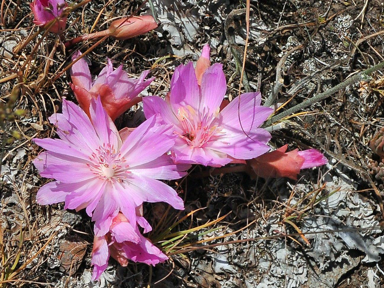 Bitterroot Flower Is Too Pretty To Eat Outdoors Billingsgazette Com Bitterroot Flower Is Too Pretty To Eat Outdoors Billingsgazette Com