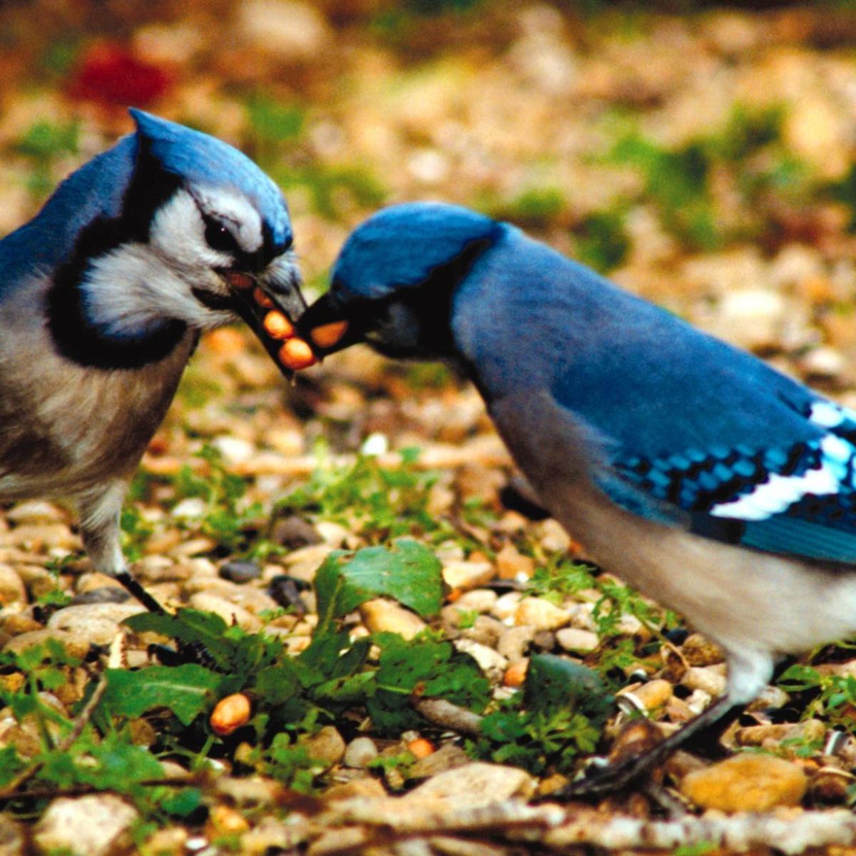 Yes Virginia There Are Blue Jays Here Home Garden Billingsgazette Com Yes Virginia There Are Blue Jays Here Home Garden Billingsgazette Com