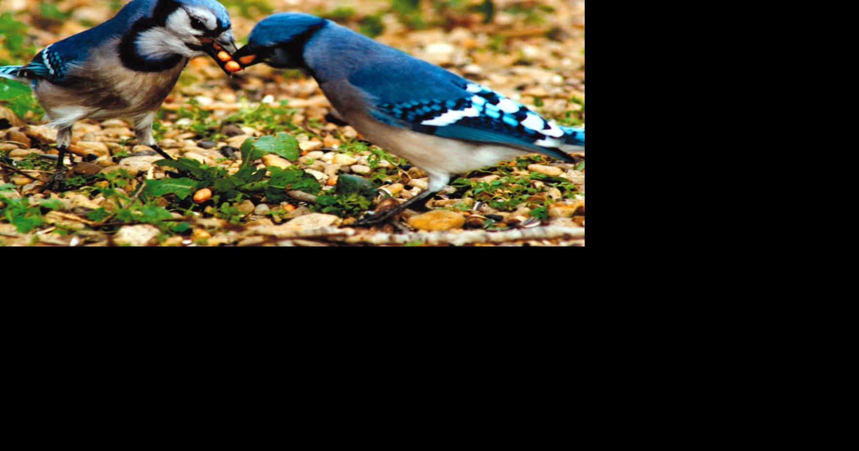 Difference between Male and Female Blue Jays 