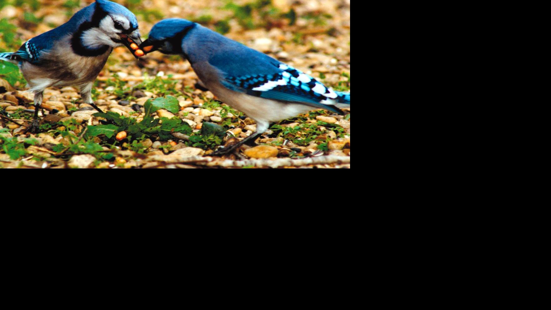 Yes Virginia There Are Blue Jays Here Home Garden Billingsgazette Com