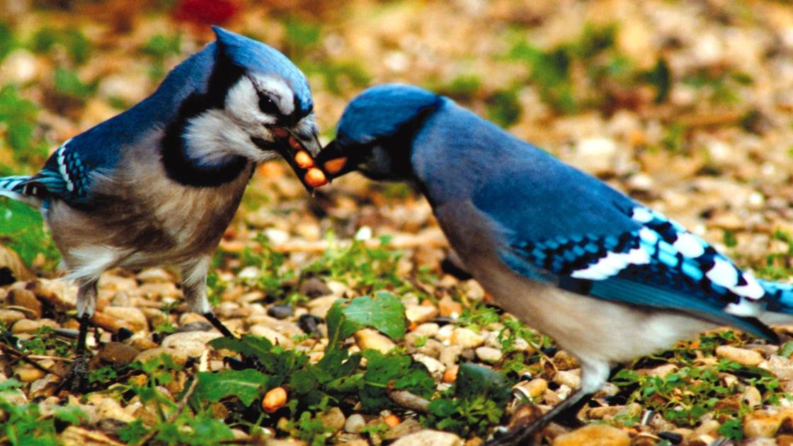 Yes Virginia There Are Blue Jays Here Home Garden Billingsgazette Com Yes Virginia There Are Blue Jays Here Home Garden Billingsgazette Com