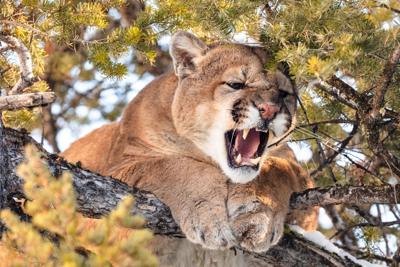 Yellowstone Cougar Project providing insight to lions' lives, deaths