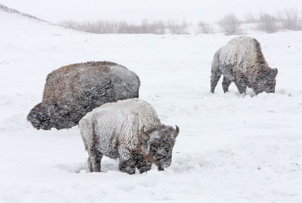 Yellowstone Buffalo