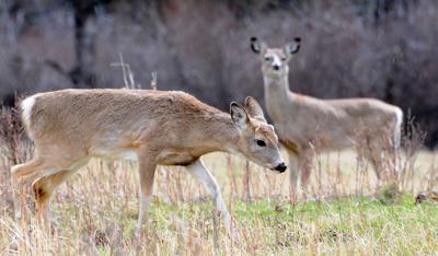 Whitetail Doe Killed In Libby Tests Positive For Deer