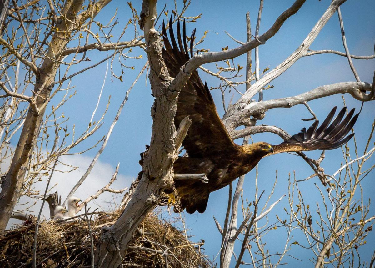Golden eagle near Chester