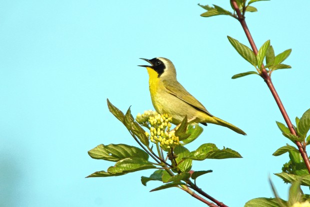 Yellow Songbirds Colorado