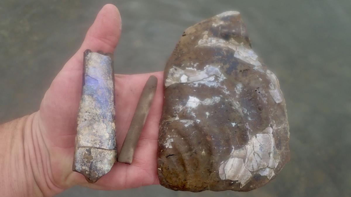 A fossil baculite, squid, and the imprint of a clam shell, snapshots of a watery world from 135 million years ago.