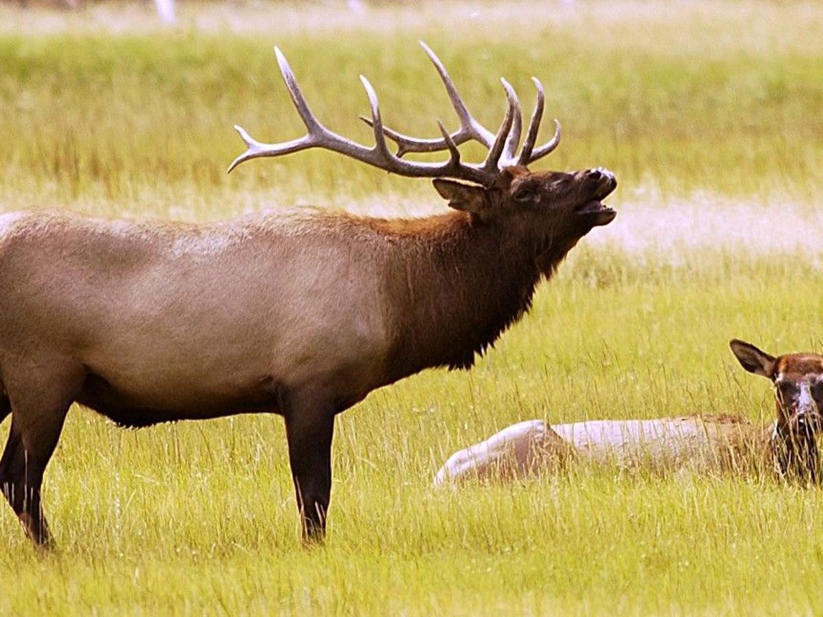 Montana Hunters Killed Record Number Of Elk In 2015