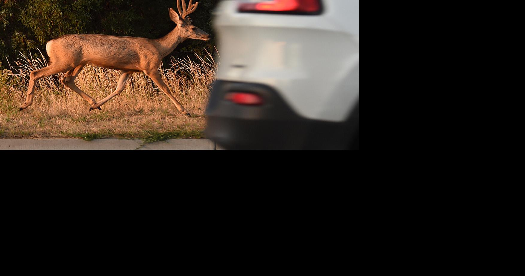 Roundup deer archery tags go on sale Oct. 5