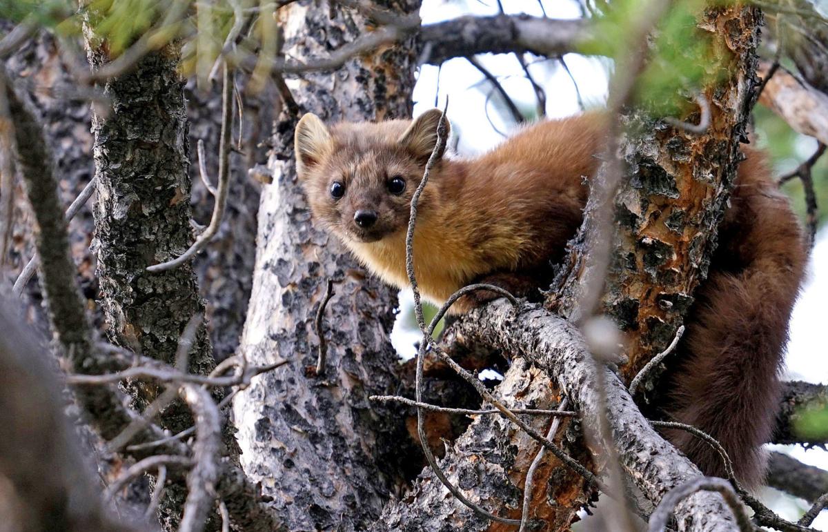 First marten released in Little Belt Mountains as relocation effort begins First marten released in Little Belt Mountains as relocation effort begins