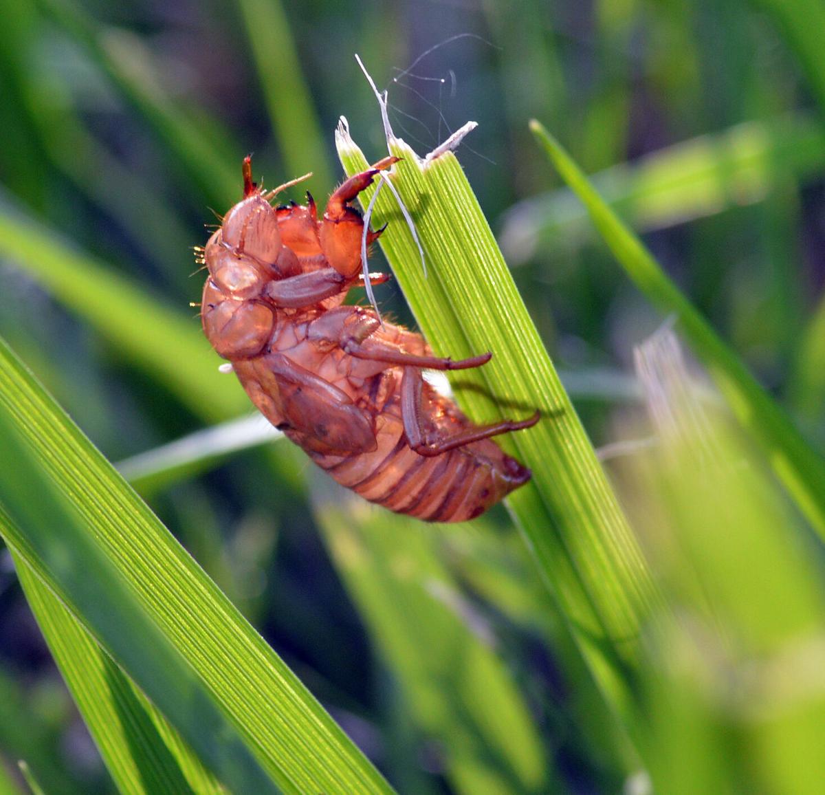 Cicadas: The Loudest Bugs in the World!, Biology for Kids