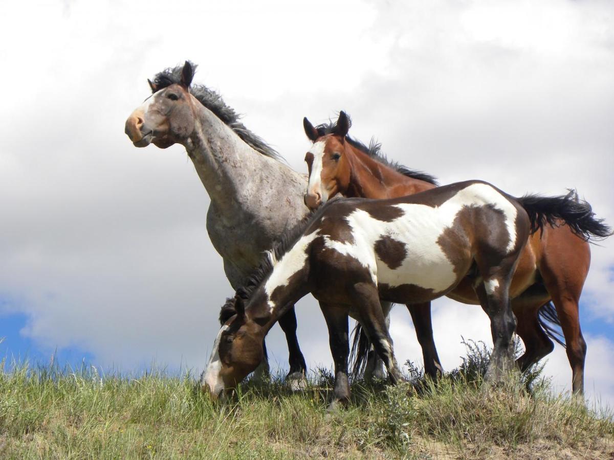 Wild horses