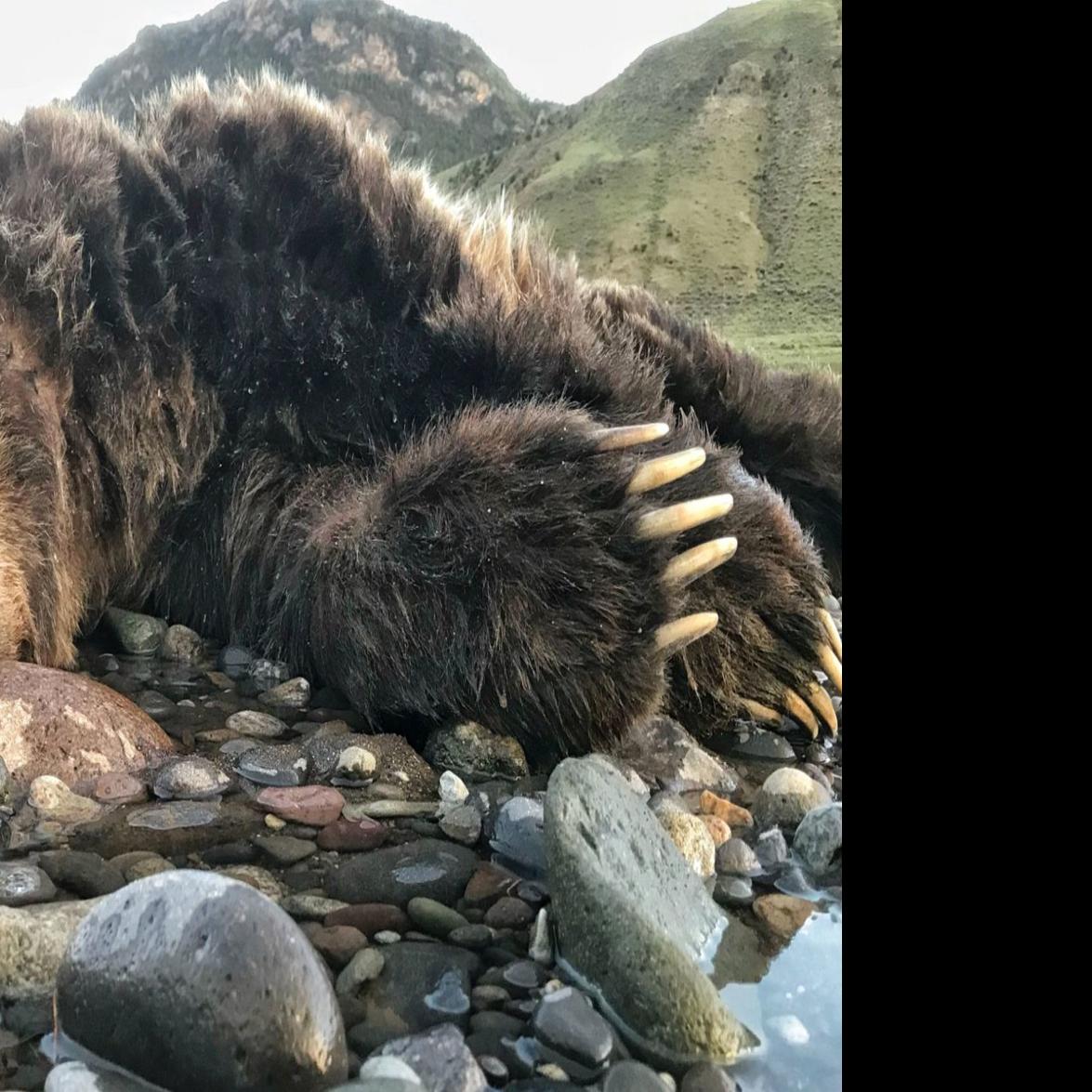 Dead Grizzly In Yellowstone River Decapitated De Clawed Prompting Investigation State Regional Billingsgazette Com