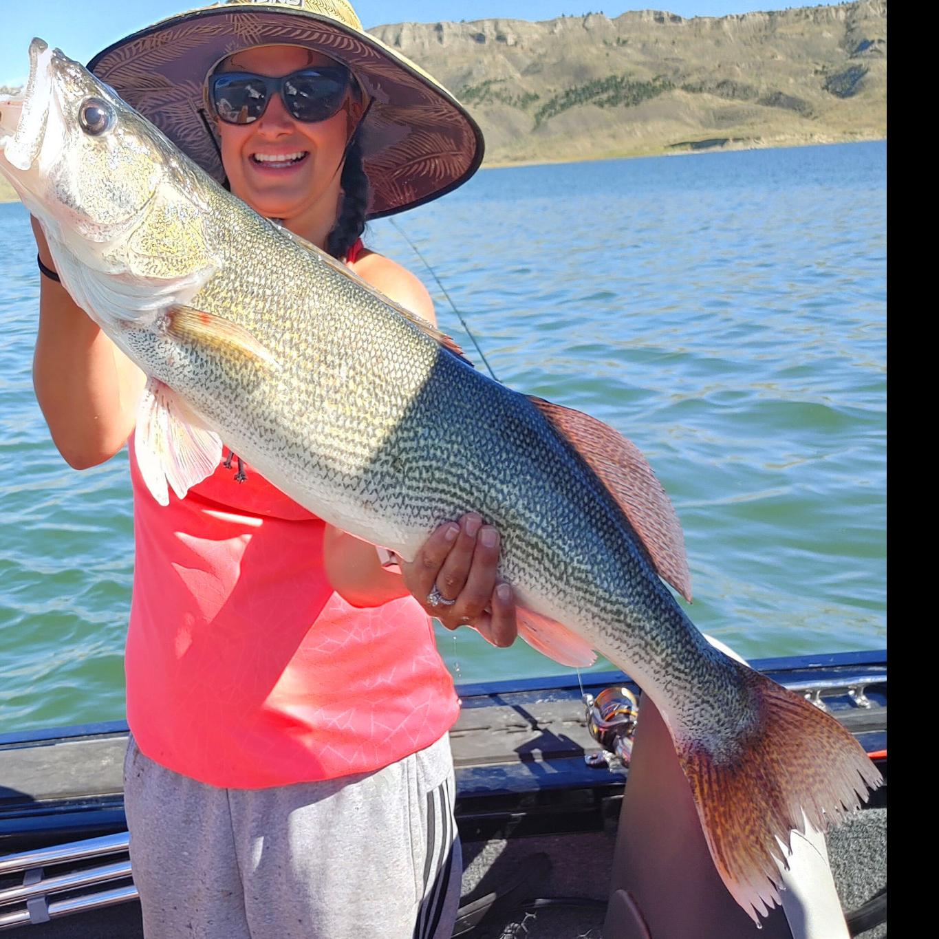 Fishing Report Phenomenal Walleye At Fort Peck S Crooked Creek Tourney Outdoors Billingsgazette Com