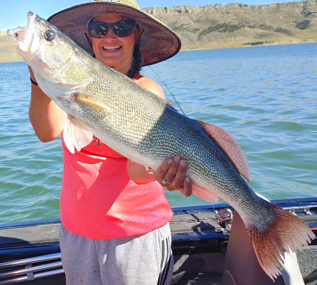 Fishing report Phenomenal walleye at Fort Peck's Crooked