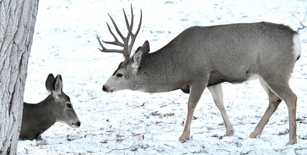 Photos: Mule deer buck in the rut | GazOutdoors Blog | billingsgazette.com