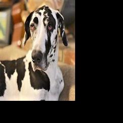 Pet of the week: Edith