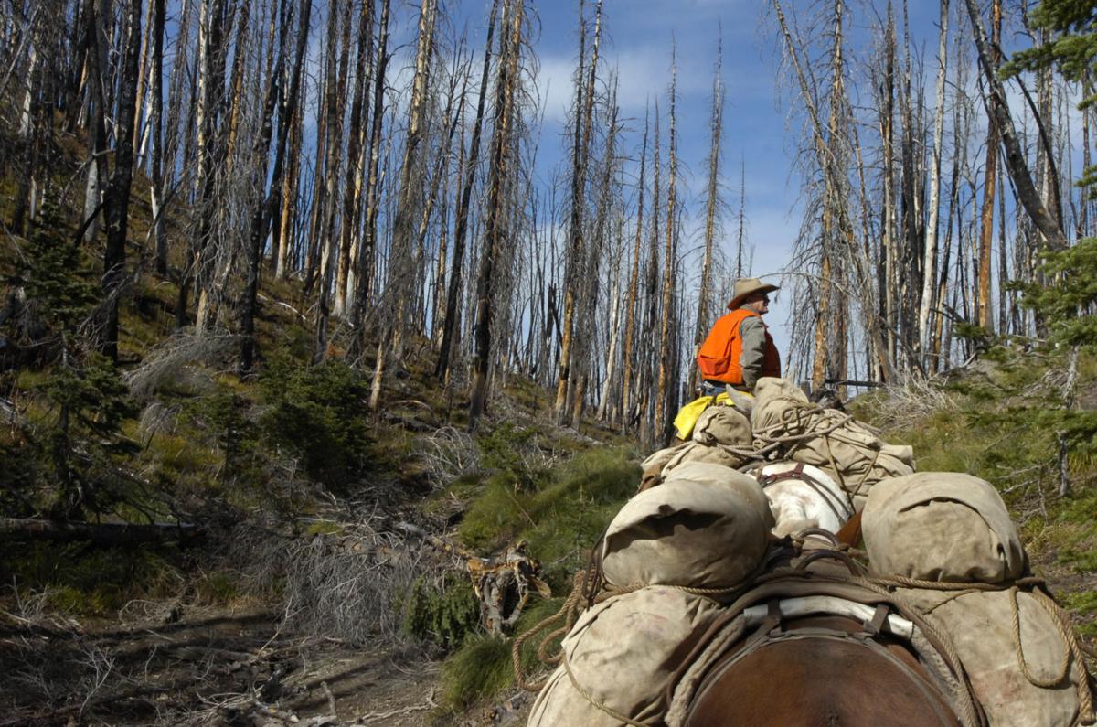 Outfitter in the Bob Marshall Wilderness