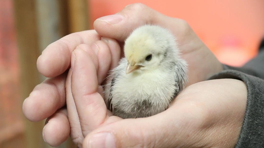 Video Tiny baby chickens growing up at ZooMontana Animalbites