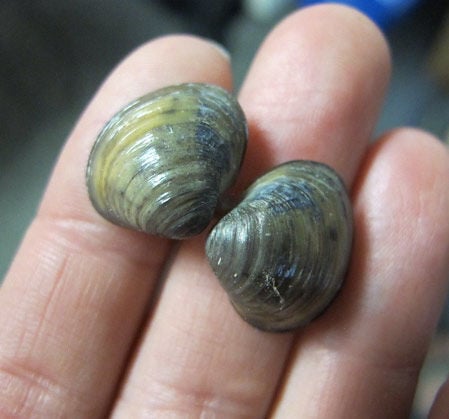 Asian clams