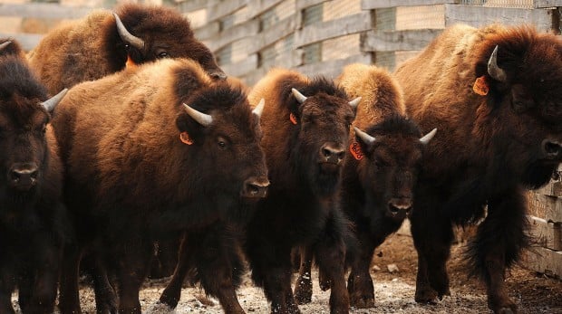 Brucellosis found in bison on Ted Turner ranch