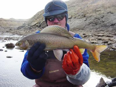 Fish Use Many Senses To Find Food In Muddy Water Montana